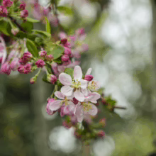 Malus x floribunda blossoms: delicate pink and white flowers clustered on a tree branch, signaling springtime beauty