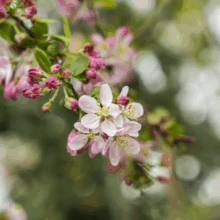Malus x floribunda: Delicate blossoms with pink buds and white petals, some with water droplets, against a soft, blurred backdrop.