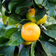 Citrus mandarin 'Okitsu' on tree, showing ripe orange fruit amid glossy green leaves. Fresh, juicy, and ready to harvest.