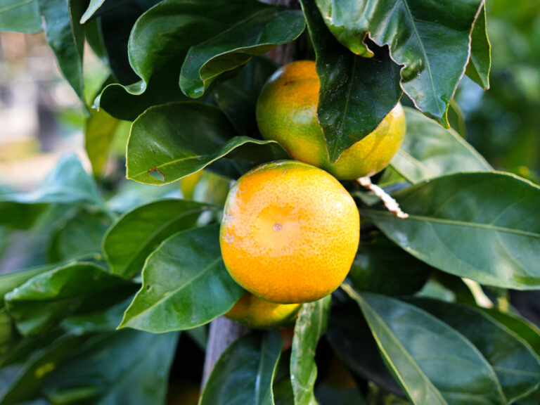 Mandarin Okitsu Fruit Apr 25 - Leafland