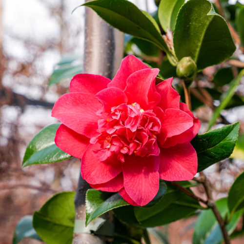 Vibrant red camellia flower in full bloom, showcasing its layered petals and a central cluster of ruffled stamens, surrounded by glossy green leaves and a textured tree trunk.