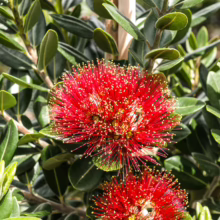 Bright red Metrosideros excelsa ‘Lighthouse’ flower with golden stamen tips, surrounded by glossy green leaves