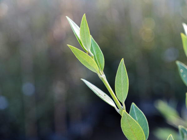 <i>Metrosideros excelsa</i> x <i>umbellata</i> 'Maungapiko' - Image 7