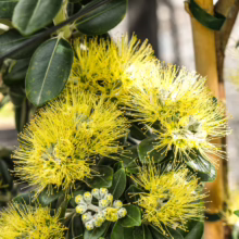 Metrosideros excelsa ‘Aurea’ blooms: Vibrant yellow bottlebrush flowers amidst glossy green leaves, a striking botanical display
