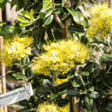 Metrosideros excelsa ‘Aurea’ plant featuring vibrant yellow, pom-pom-like flowers and glossy, dark green leaves.