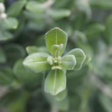 Metrosideros excelsa 'Long Bay' close-up: Soft, silvery-green leaves densely packed, showcasing its compact form and unique texture.