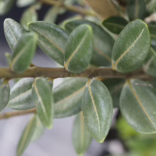 Metrosideros excelsa 'Long Bay' close-up: glossy, oval green leaves along a woody stem, showcasing its dense, compact foliage.