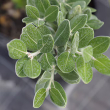 Metrosideros excelsa 'Long Bay': Silver-green leaves with fuzzy texture, showcasing its unique foliage. Evergreen shrub, ideal for coastal gardens.