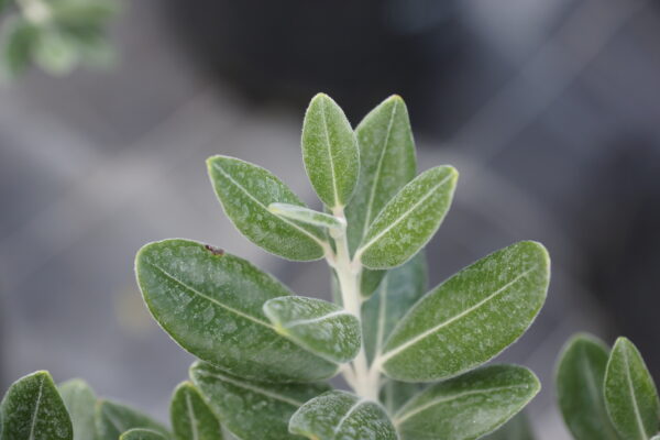 <i>Metrosideros excelsa</i> 'Long Bay' - Image 5