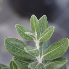 Metrosideros excelsa 'Long Bay' close-up: Silver-green leaves with soft, fuzzy texture, showcasing its unique foliage