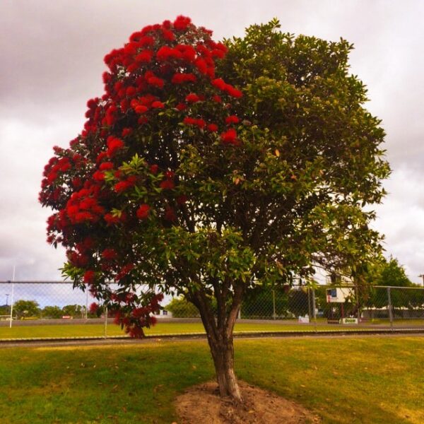 <i>Metrosideros excelsa</i> x <i>umbellata</i> 'Maungapiko' - Image 8