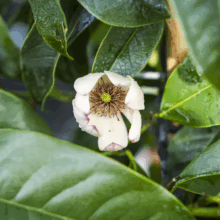 Michelia x foggii 'Bubbles' flower: Creamy white petals with a hint of pink surround a brown center, nestled among glossy green leaves.
