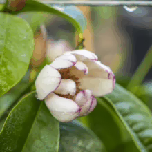 Michelia x foggii 'Bubbles' flower: a creamy white bloom with delicate purple-tinged edges, nestled among glossy green leaves with water droplets.