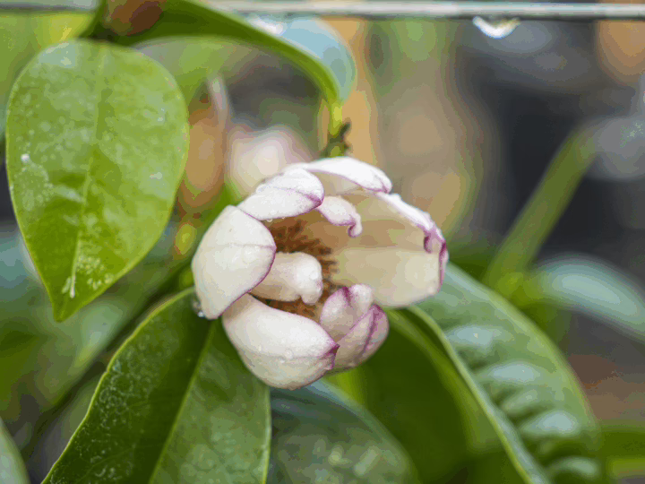 Michelia x foggii 'Bubbles' flower: a creamy white bloom with delicate purple-tinged edges, nestled among glossy green leaves with water droplets.