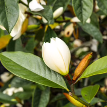 Michelia 'Fairy Cream' bud: Creamy white petals unfurl from a brown stem, surrounded by glossy green leaves. A promise of fragrant blooms.