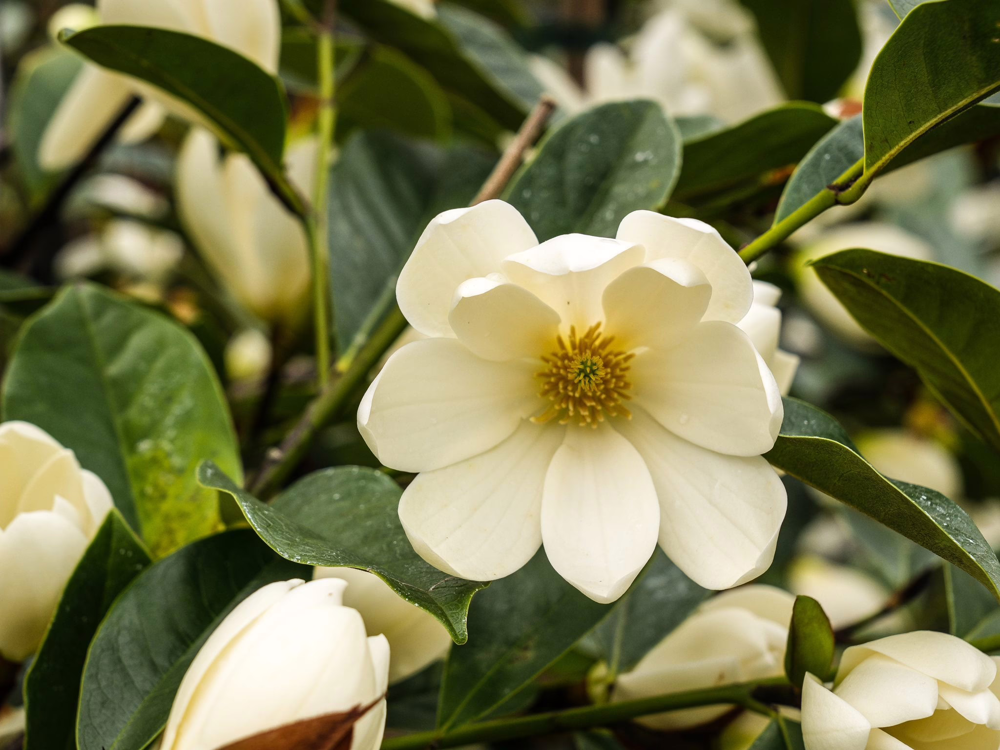 Michelia 'Fairy Cream' flower: Creamy white petals surround a golden center, lush green leaves provide a vibrant backdrop.