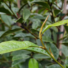 Michelia 'Fairy Cream' close-up: glossy green leaves and a new shoot, showcasing the plant's vibrant foliage and growth