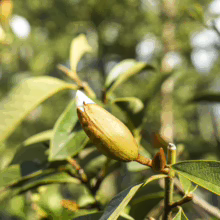 Michelia 'Lemon Fragrant' bud, a pointed, light brown cone, ready to unfurl, with green leaves and branches
