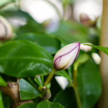 Michelia figo bud, creamy white with delicate purple stripes, surrounded by glossy green leaves. Ready to bloom!