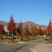 Liquidambar styraciflua 'Worplesdon' trees lining a street, showcasing their vibrant autumn foliage against a mountain backdrop.