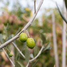 Green Olive ‘Frantoio’ fruit on a slender branch, showing the early stages of growth in a natural setting
