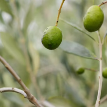 Green Olive ‘Frantoio’ fruit hanging on a branch, showcasing its fresh, natural state