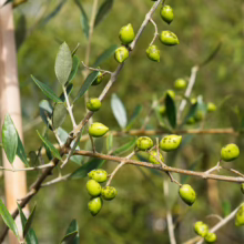 Olive 'Koroneiki' branch with green olives, speckled with darker spots, hanging amongst silvery-green leaves, showcasing the plant's fruit
