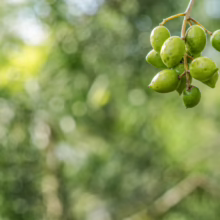 Cluster of unripe green Olive ‘Koroneiki’ fruit on a branch; small, oval shape, perfect for olive oil production