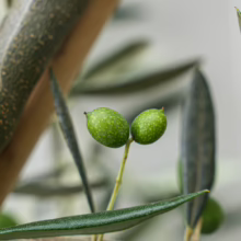 Olive ‘Leccino’ branch with unripe green olives and slender, silvery-green leaves, showcasing fresh, natural produce