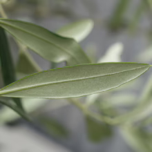 Olive 'Leccino' branch with silvery-green, lance-shaped leaves. A close-up view showcasing the plant's texture and delicate structure.