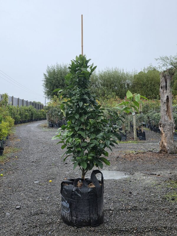 <i>Citrus</i> x <i>sinensis</i> 'Fukumoto' - Image 2