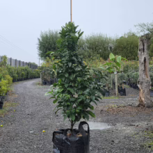 Young Citrus orange 'Fukumoto' tree in black grow bag, supported by a stake. Lush green foliage ready for planting.