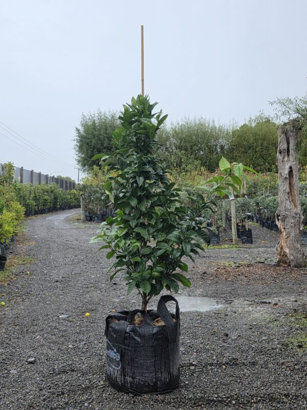 80L Citrus sinensis 'Fukumoto' (Orange) April 25