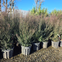 Leptospermum scoparium 'Wiri Joan' shrubs in black pots. Evergreen foliage with potential for vibrant blooms. Ready for planting in your garden.