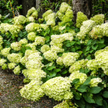 Hydrangea paniculata 'Limelight' shrub with abundant lime-green flower clusters against a backdrop of dark green foliage and tree trunks