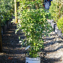 Lush Pseudopanax lessonii plant in a white grow bag, showcasing its vibrant green foliage and healthy growth, ready for planting.