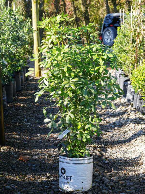 <i>Pseudopanax lessonii</i> - Image 2