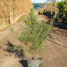 Sophora molloyi 'Dragon's Gold' in pot. Small tree with fine green foliage and few yellow flowers, ready for planting