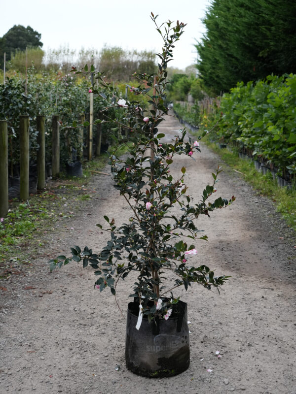 <i>Camellia sasanqua</i> 'Paradise Blush' - Image 2