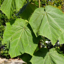 Large, vibrant green leaves of a Paulownia tomentosa tree, showcasing its distinctive shape and texture.