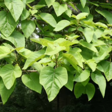 Lush green Paulownia tomentosa leaves, heart-shaped and vibrant, creating a dense canopy