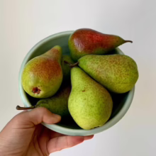Bowl of ripe Pear ‘Seckel/Belle du Jumet’—green skin blushed with red, dotted with brown lenticels, ready to eat
