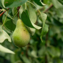 Green Pear ‘Seckel/Belle du Jumet’ hanging on a branch with lush leaves, showcasing its natural, speckled skin and fresh appearance