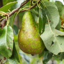 Green 'Conference' pear hanging on the branch, surrounded by leaves. A fresh, natural fruit.