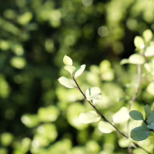 **Pittosporum tenuifolium 'Silver Sheen': Close-up of glossy, small, silvery-green leaves on dark stems, catching sunlight in a garden setting. **