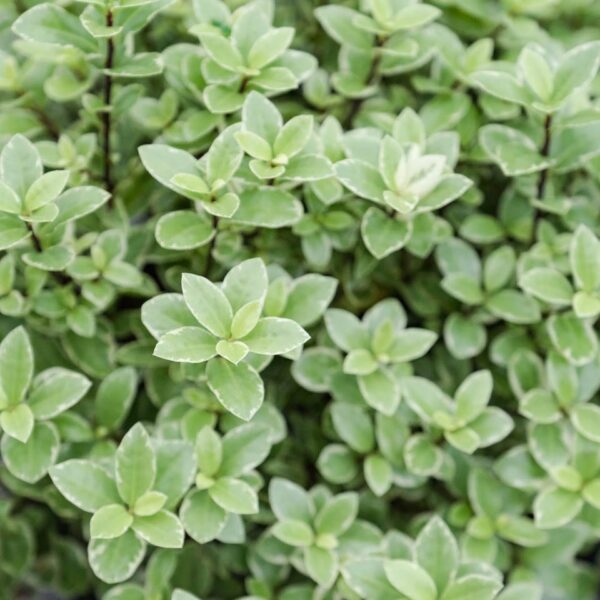 <i>Pittosporum tenuifolium</i> 'Golf Ball Silver'