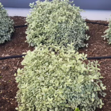 Pittosporum tenuifolium 'Golf Ball Silver': Compact, rounded evergreen shrub with variegated silver-green leaves, adding texture to gardens