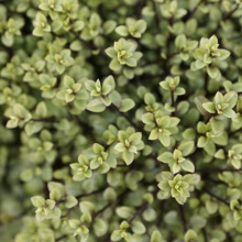 Pittosporum tenuifolium 'Small Ball': Dense, compact evergreen shrub with tiny, rounded, light green leaves. Perfect for small gardens or containers.