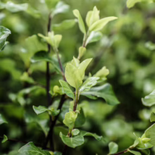 Pittosporum tenuifolium 'Screen Master' close-up: lush green leaves on dark, slender stems, creating a dense, vibrant hedge.