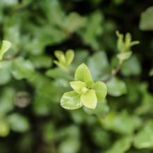 Pittosporum tenuifolium 'Screen Master': Close-up showing vibrant, glossy green foliage and dense growth habit.